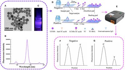 Functional Up-Conversion Nanoparticle-Based Immunochromatography Assay for Simultaneous and Sensitive Detection of Residues of Four Tetracycline Antibiotics in Milk